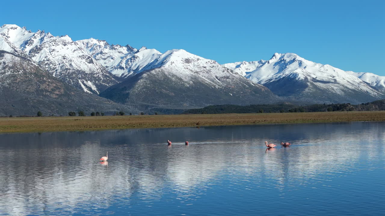 Capture the vibrant sight of bright pink flamingos on a pristine Patagonian lake. Snow-capped mountains reflect beautifully on the calm waters, showcasing Argentina's stunning natural beauty.