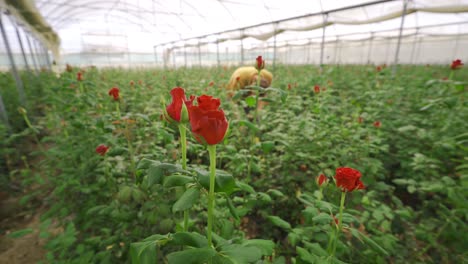 Junger-Gärtner-Geht-Im-Blumengewächshaus-Spazieren.