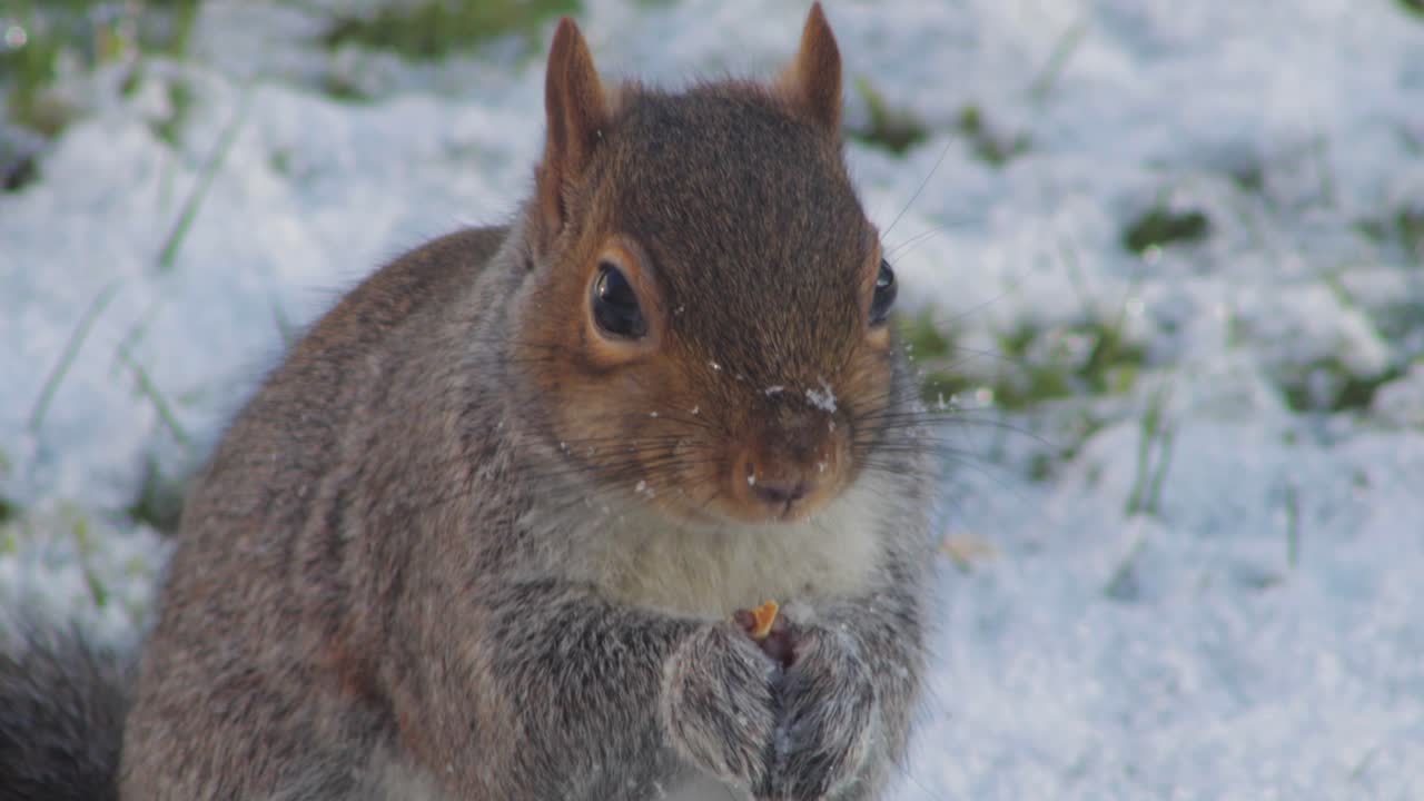 ardilla comiendo nuez en la nieve