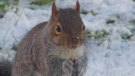 Ardilla-Comiendo-Nuez-En-La-Nieve