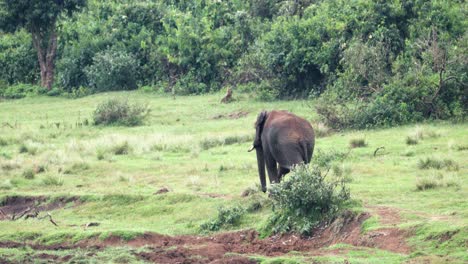 Rückansicht-Eines-Afrikanischen-Buschelefanten,-Der-Im-Aberdare-Nationalpark,-Kenia,-Umherstreift