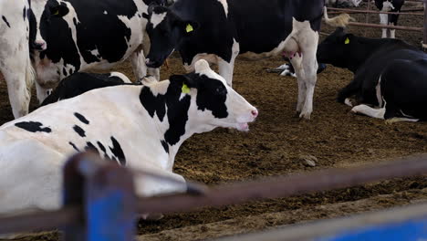 dairy cows resting in a barn