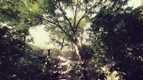 Evening-forest-with-sun-and-volume-light