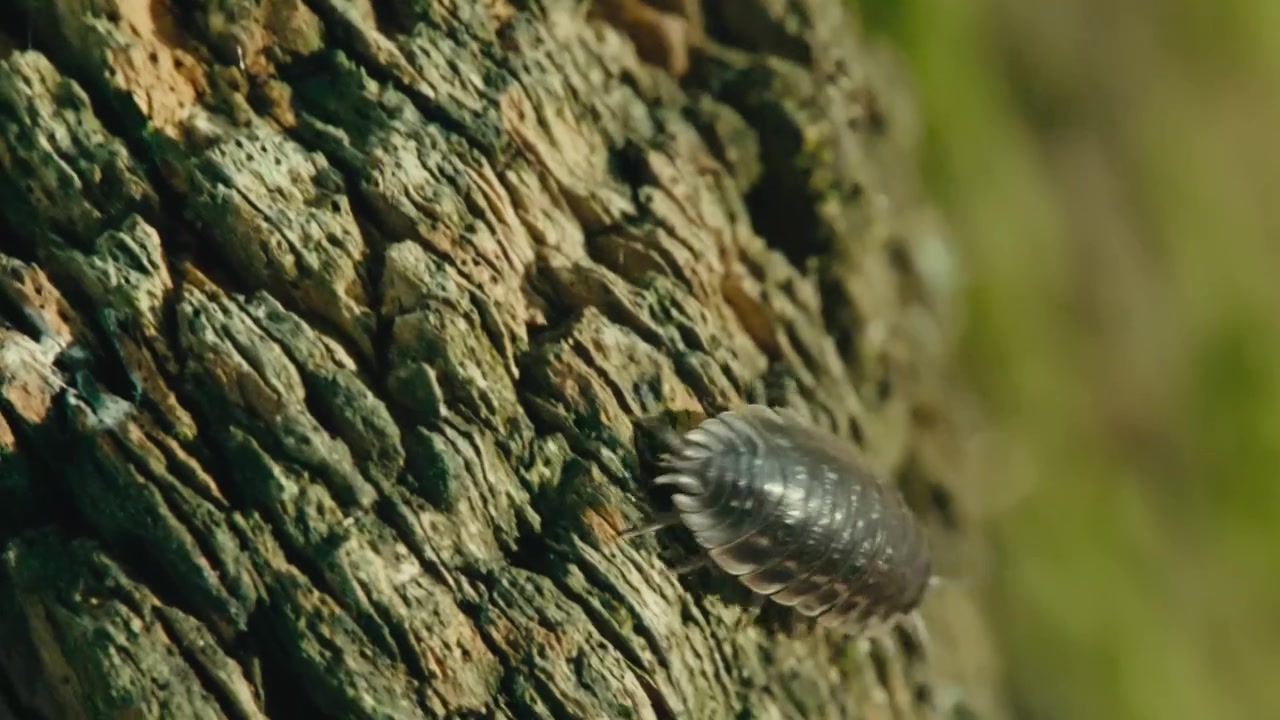 Macro close up of a common woodlouse (Oniscus asellus) crawling over tree bark in Remscheid, North Rhine-Westphalia, Germany. Natural light, detailed texture and slow movement.