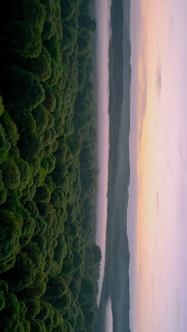 misty sunrise over a pine forest