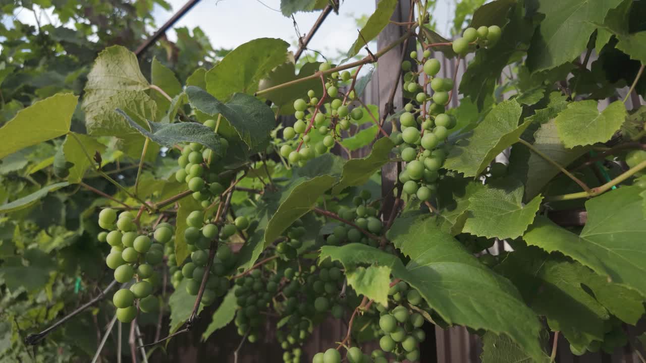 Green grapes growing on vines in a Romanian vineyard during the summer season