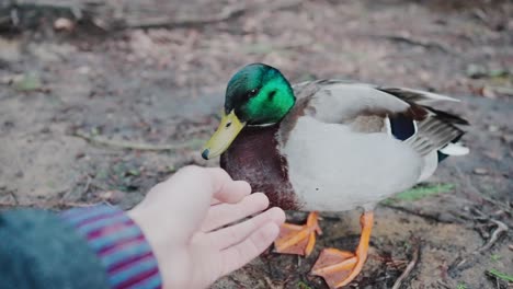 human making a connection with a wild drake by stretching out hand