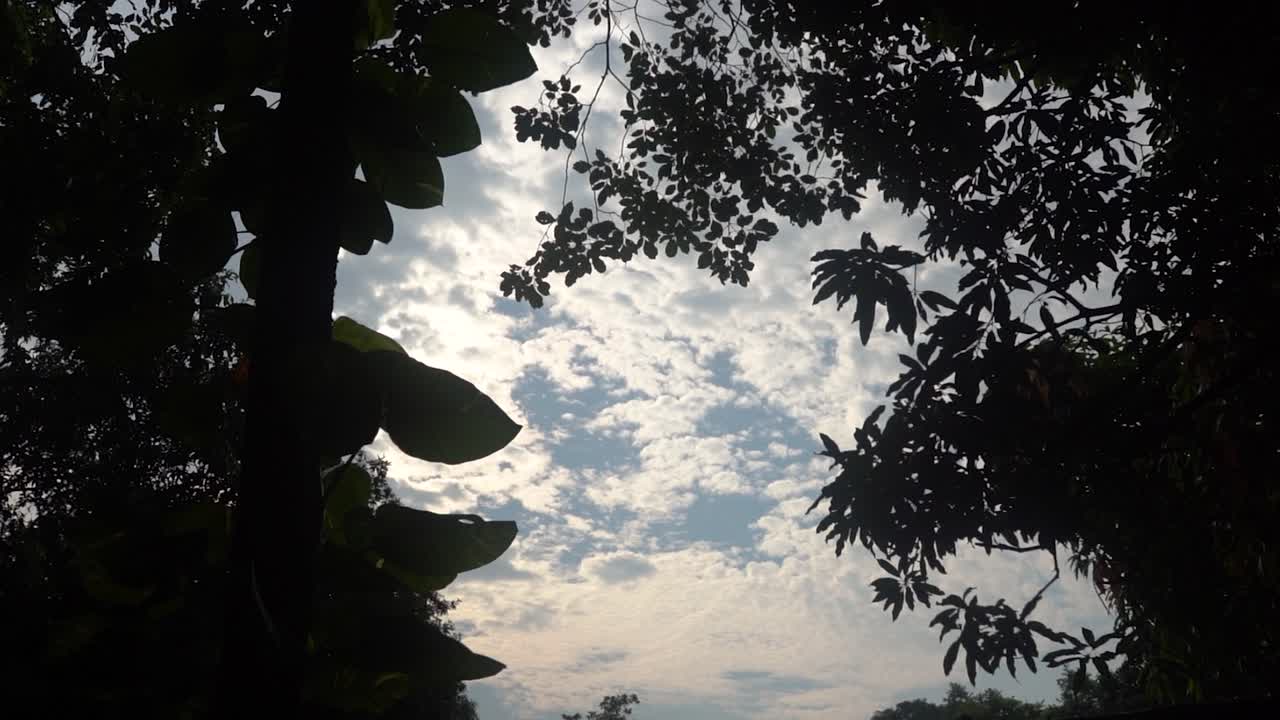 Sky view through the forest