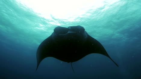 huge manta rays in open water, palau