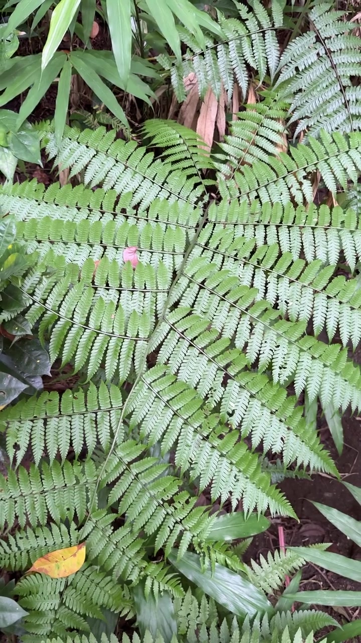 Primo piano di fogliame verde lussureggiante di felci che ondeggia dolcemente