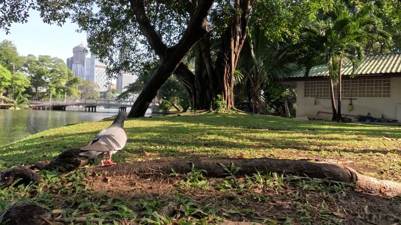 비둘기가 호수변 공원을 따라 고 있다