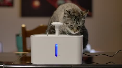 a tabby cat drinking water from a fountain in slow motion