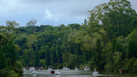 pedalinhos no lago negro