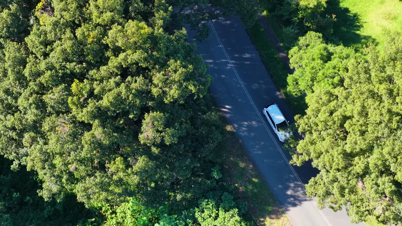 A drone captures a car traveling on a tree-lined road in bright daylight, showcasing natural surroundings and vibrant greenery