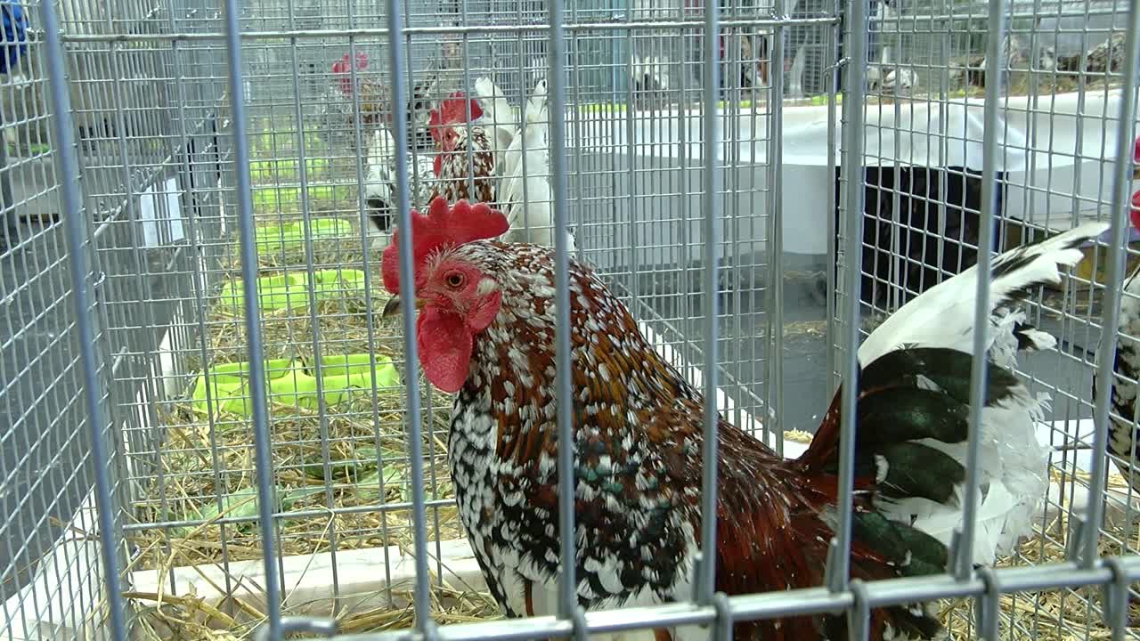 O galo anão mais bonito da Letônia