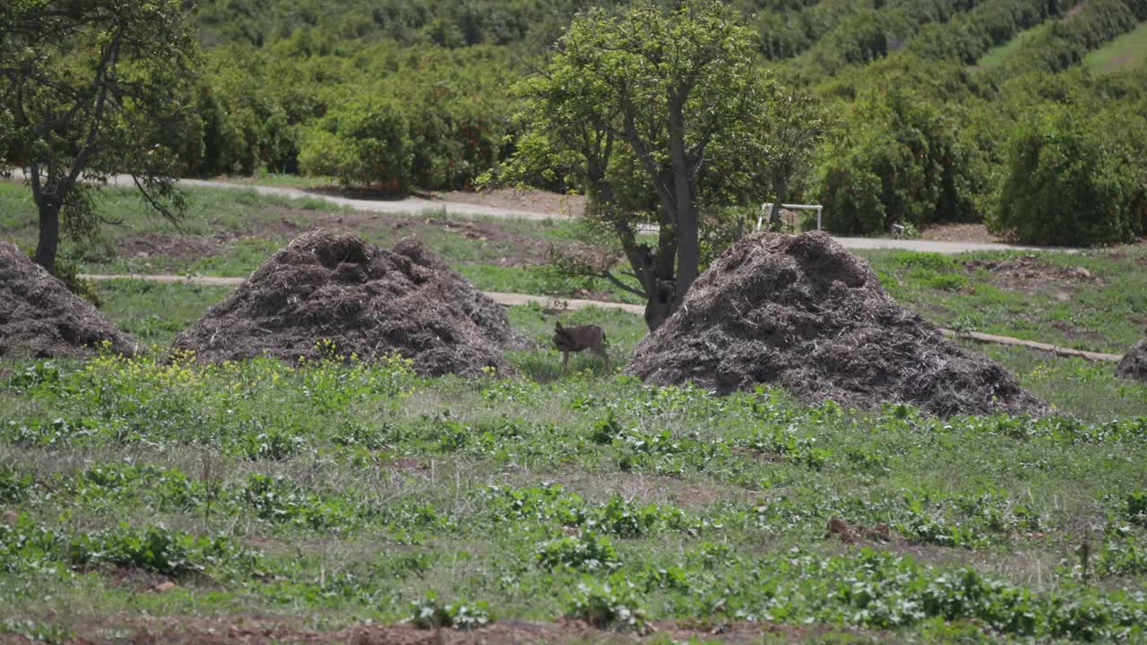 avistamiento de ciervos en el huerto 4k