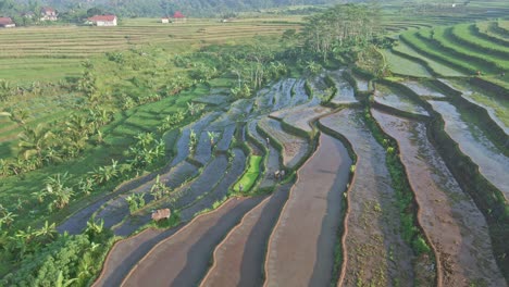 Luftaufnahme-Eines-Indonesischen-Reisfeldes.-Tropische-Landschaft