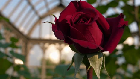 red rose bud in a greenhouse