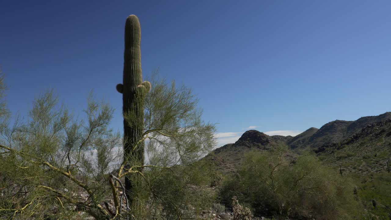 paisaje desértico con cactus y montañas