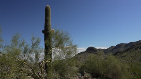 Desert-landscape-with-cactus-and-mountains