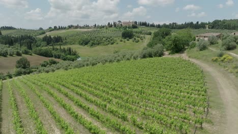 Aéreo-Drone-Toscana-Uvas-Olivo-Castillo