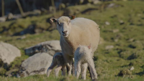 proud sheep mother taking care of her cute newborn lambs