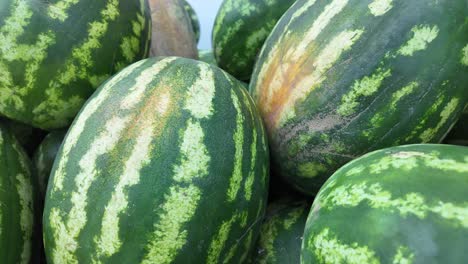 pile of fresh watermelons