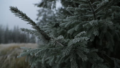 Blick-Auf-Nadelbäume,-Die-Bei-Dichtem-Nebel-Im-Hintergrund-Mit-Frischem-Zuckerguss-Bedeckt-Sind