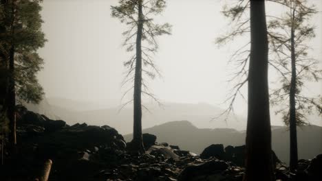 trees-in-fog-in-mountains