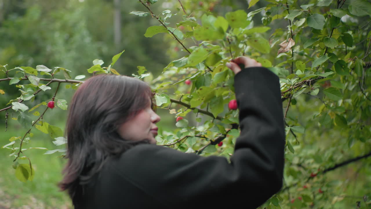 Back view of nature lover strolling toward berry tree, pausing under branches to gently touch red fruit, quiet forest moment with soft daylight, green foliage, curiosity and connection with outdoors