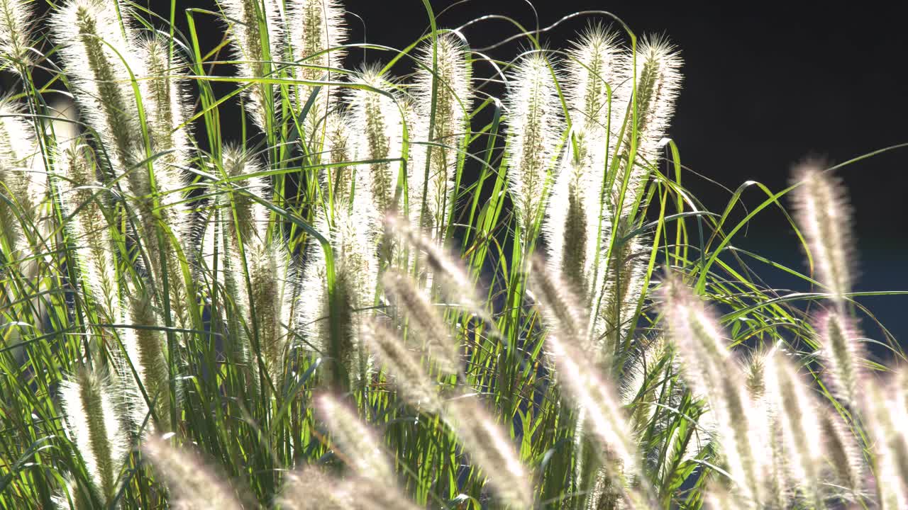Kultainen auringonvalo valaisee pörröisiä pennisetum-heinän siemenpäitä, jotka huojuvat kevyesti tummaa taustaa vasten.