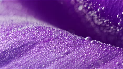 close-up of a purple flower petal with water droplets