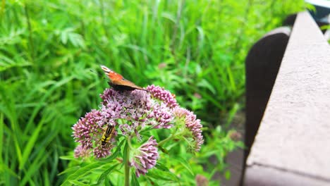 mariposa descansando en una flor rosada con un fondo verde exuberante, primer plano