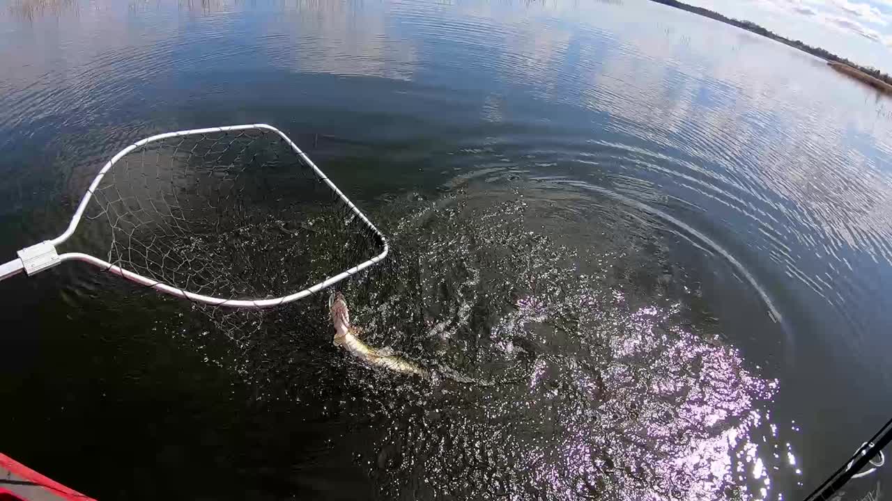 아름다운 물고기를 행복하게 잡으세요