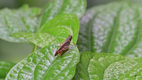 a zoom out of this individual resting on the tip of a wide leaf as the wind blows in the forest, grasshopper, thailand