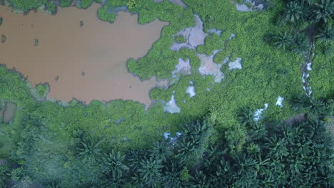 flying high over wetland and jungles in benin africa