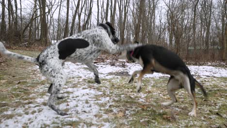 twee middelgrote honden vechten en springen in het bos met groen gras onder de sneeuw en droge bladeren op de weg, geen mensen, tracking shot