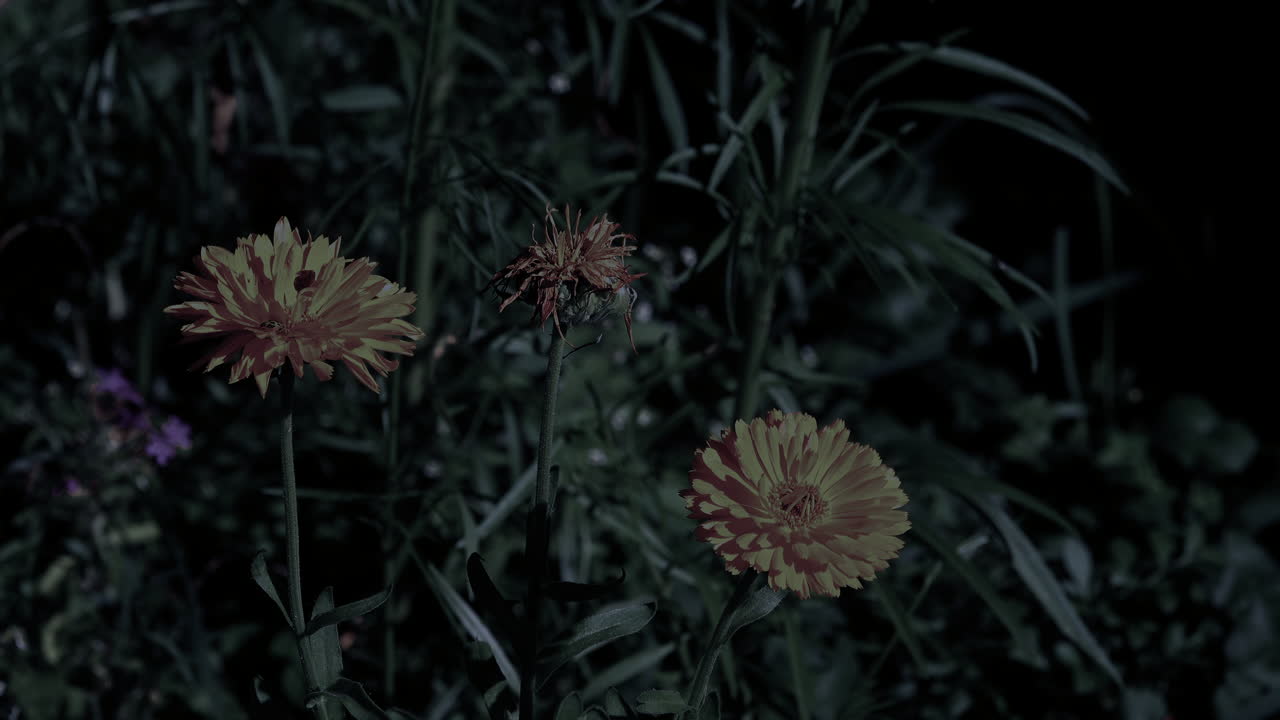 Day for night of marigolds in a moonlit garden
