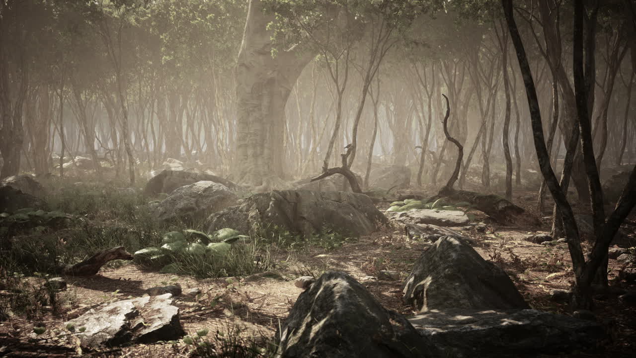 안개 가 가득 한 숲 에 있는 나무 의 뿌리