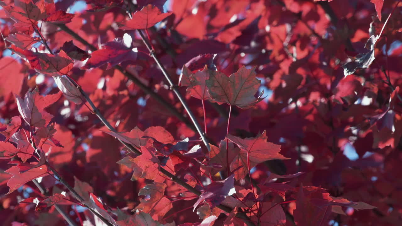 Bottom of bright red leaves from below tree branches. Slow motion.