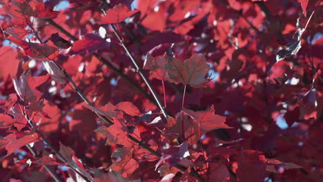 bottom of bright red leaves from below tree branches. slow motion.