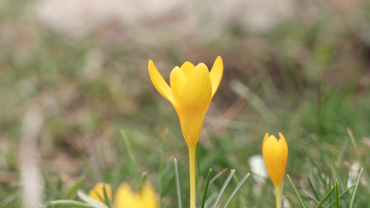 Vibrant Yellow Crocus Flowers Blooming in a Grassy Meadow