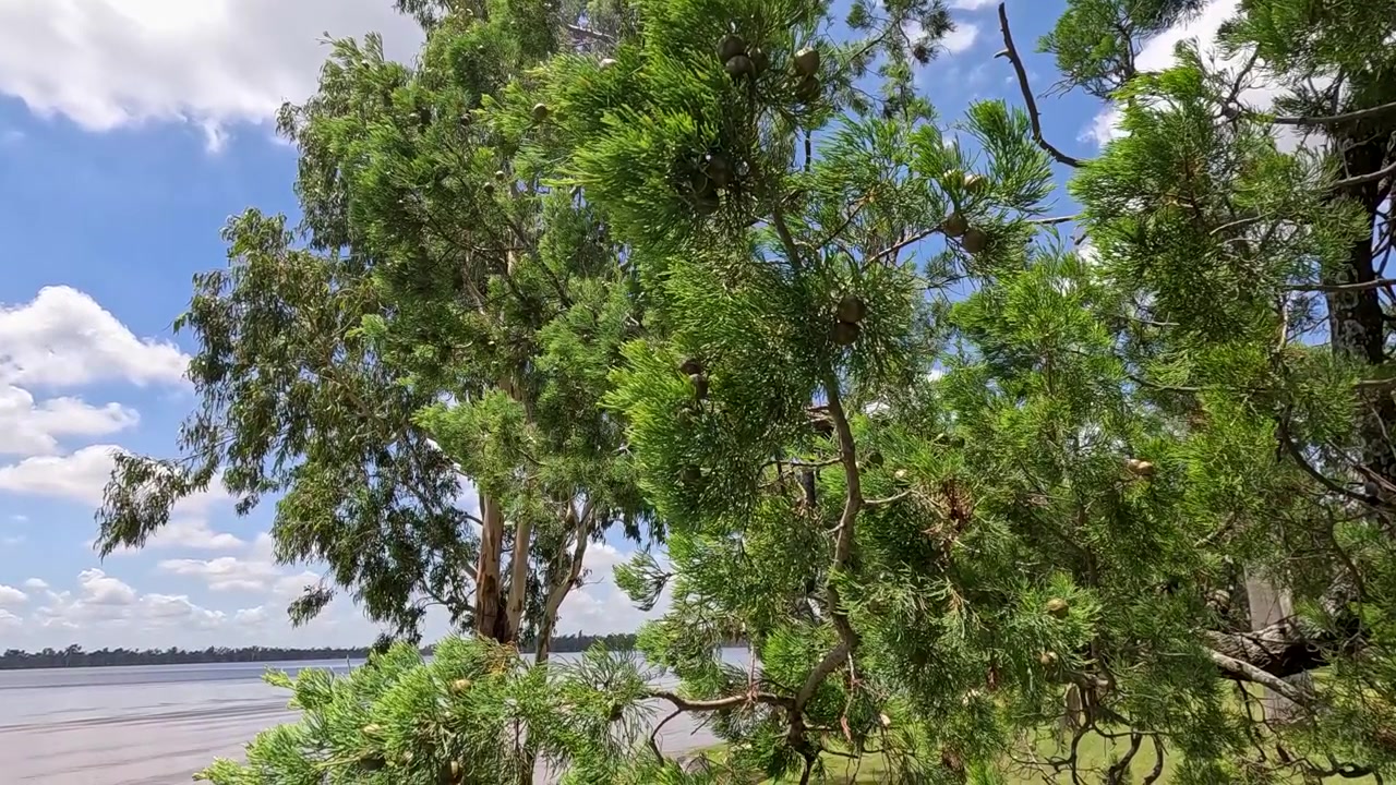 Rami verdi di alberi che ondeggiano al vento vicino a un fiume