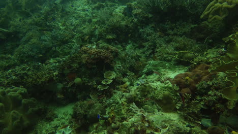 vibrant coral reef underwater scene