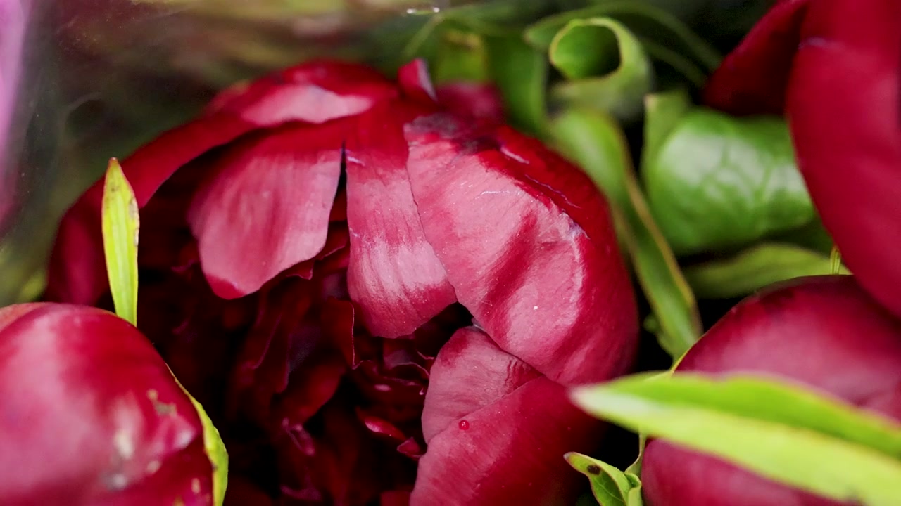 Slow camera pan across vibrant pink and deep red peony buds in soft natural light.