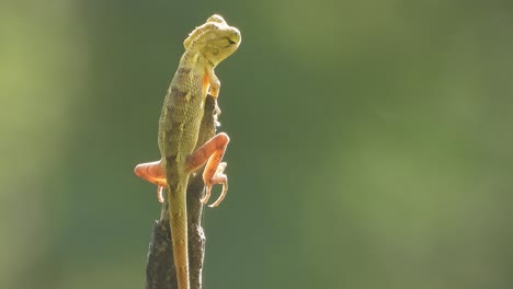 lagarto esperando la caza