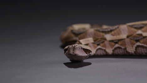 Gaboon-viper-slithering-towards-camera---isolated-on-plain-grey-background