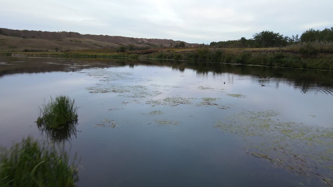 표면에서 자라는 강 잔디와 전투 강 황무지 앞에서 이륙하는 겁에 질린 오리의 낮은 공중 비행