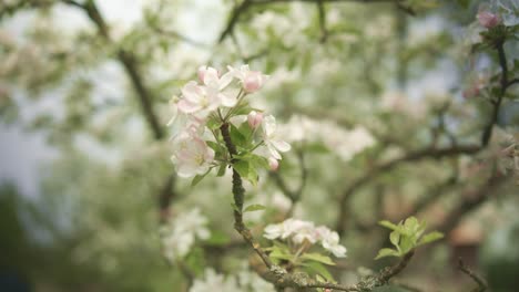 Mandelblüten-Rascheln-Im-Wind