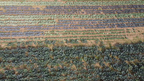 Aerial-of-Roses-and-trees-different-patterns-cultivation-on-a-large-field-between-road-and-railway